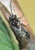 Dolerus sp.